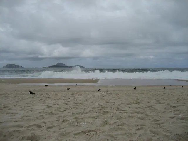 Pigeons on a sandy beach.