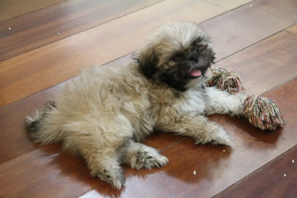 A small, fluffy Shih Tzu puppy with a light brown coat lies on a wooden floor, playfully resting near a colorful, braided rope toy. Nina has her tongue out, looking content and relaxed.