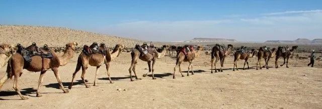 It's like a human centipede, but with camels.