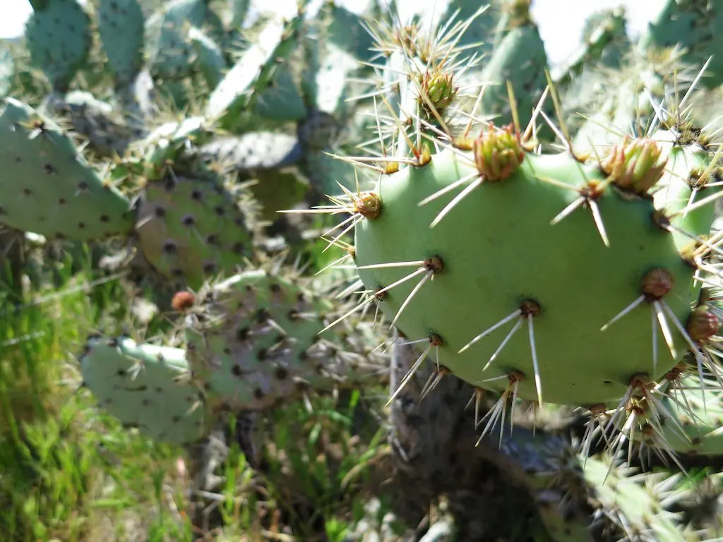 Close-up of a prickly pear cactus with prominent spines, thriving in the pct desert. In the background, more cactus pads create a dense, natural setting. Sunlight highlights the green pads, emphasizing their texture and intricate details.