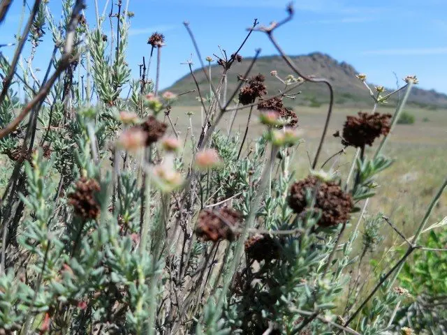 Desert Brush