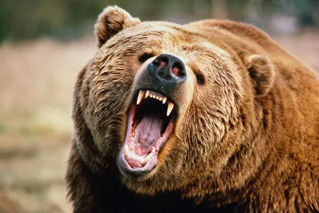 A close-up of a grizzly bear, showcasing its sharp teeth as it roars fiercely. Its wide-open eyes add intensity, while the blurred backdrop of earthy browns and greens complements the power of this majestic beast among bears.
