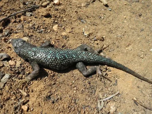 Lizard Closeup