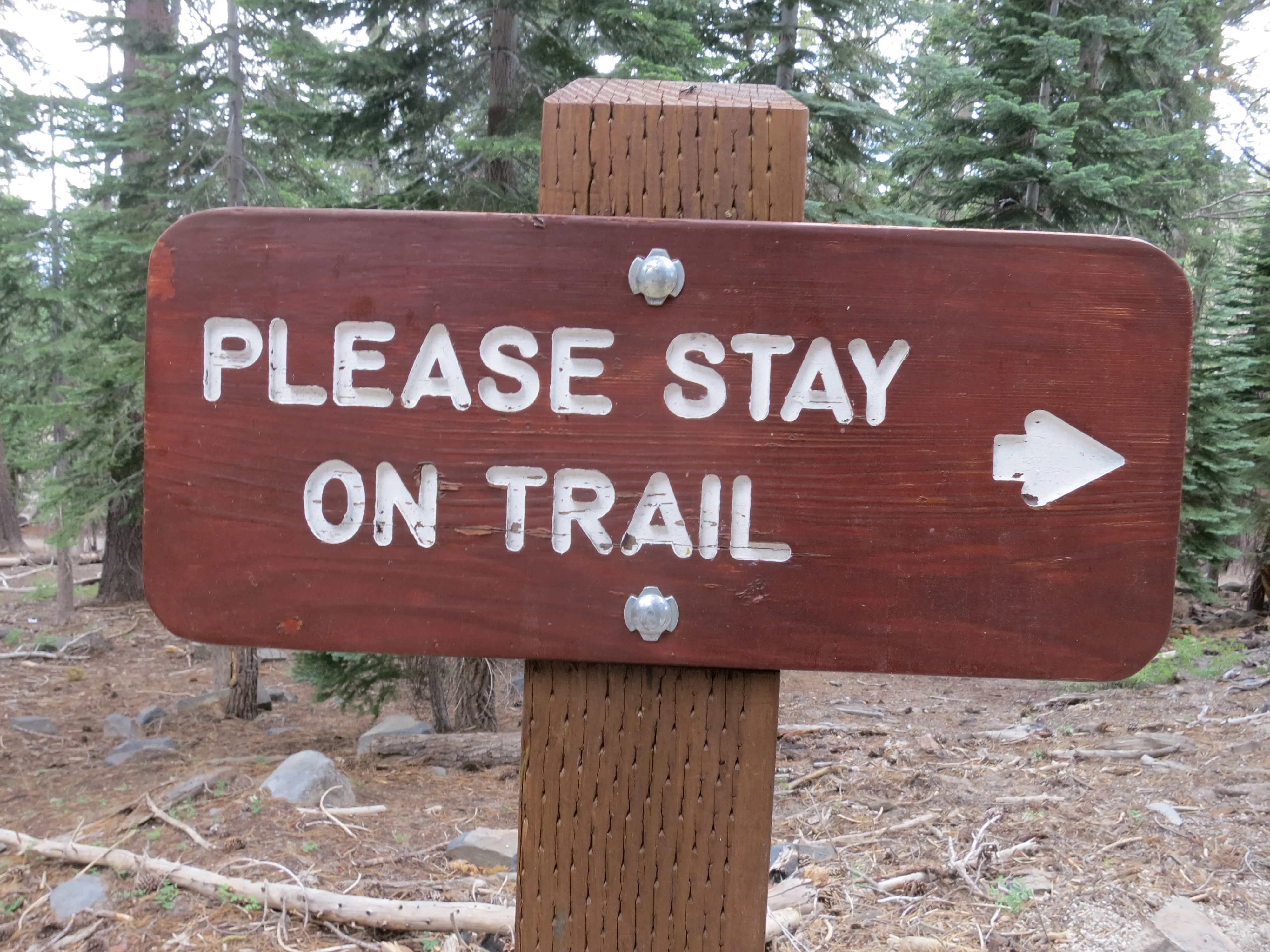 A wooden sign in the forest reads PLEASE STAY ON TRAIL, reminiscent of a long, winding road, with a white arrow pointing to the right. Pine trees tower above a forest floor scattered with twigs and rocks, creating a serene woodland path.