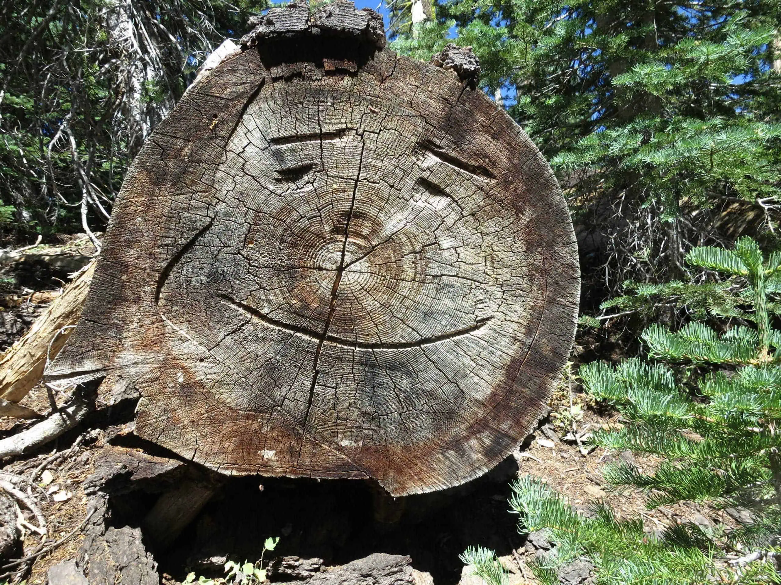 A tree stump with a smiling face carved into it is surrounded by green foliage in a forest setting along the Pacific Crest Trail. Sunlight filters through the trees, highlighting the texture of the wood, inviting hikers on their adventure to pause and appreciate natures artistry.