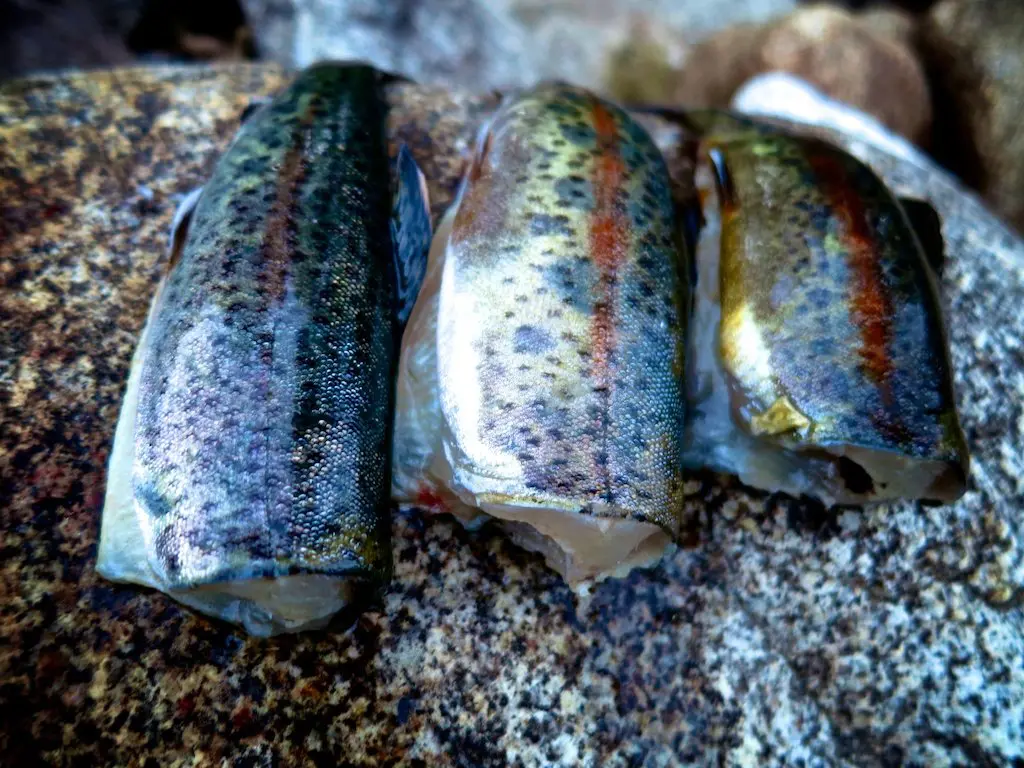 Three gutted fish lie side by side on a rock, showcasing their shiny, speckled skin with shades of green, orange, and black. The background is a textured stone surface.