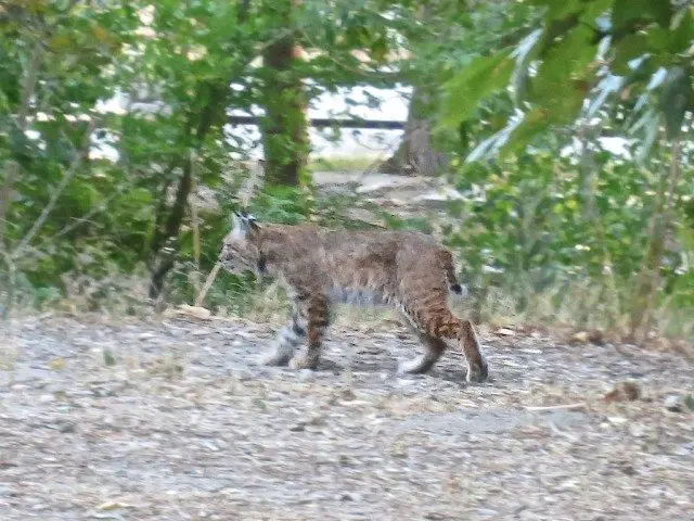 PCT Bobcat