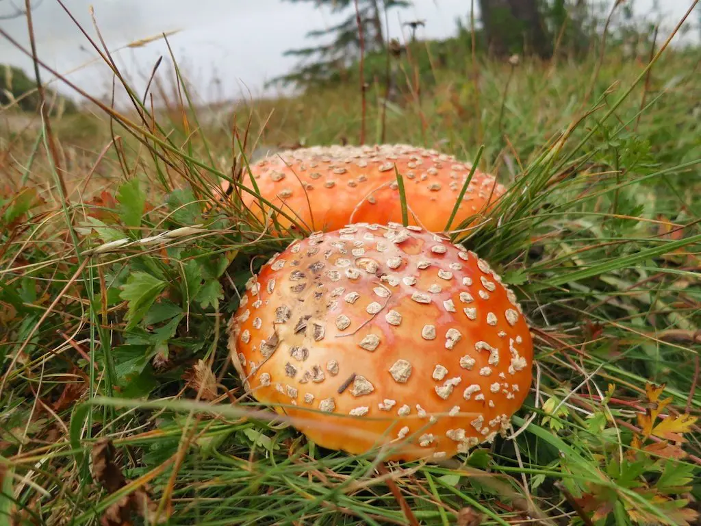 Two orange mushrooms with white spots rest on the grass, surrounded by plants in an outdoor setting reminiscent of Oregons lush landscapes. The background features blurred greenery and an overcast sky, capturing the regions moody charm.