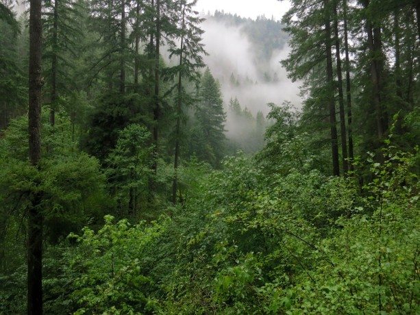 11 Fog Settles In Trail