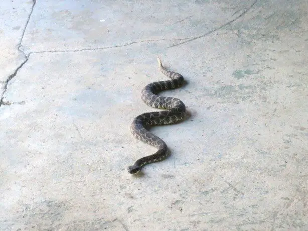 2 Rattle Snake