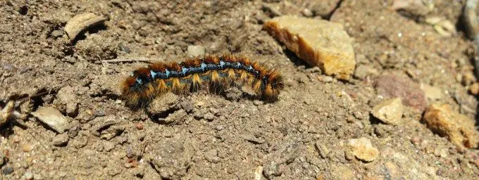 Desert Caterpillar