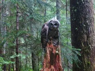 PCT Barred Owl Washington
