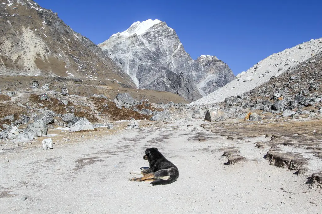 A dog basks in the sun on a rocky, barren landscape with rugged mountains under a clear blue sky. The light-colored rocks and sparse vegetation complement this serene moment, perfect for any photo gallery celebrating Earths most recent revolution.