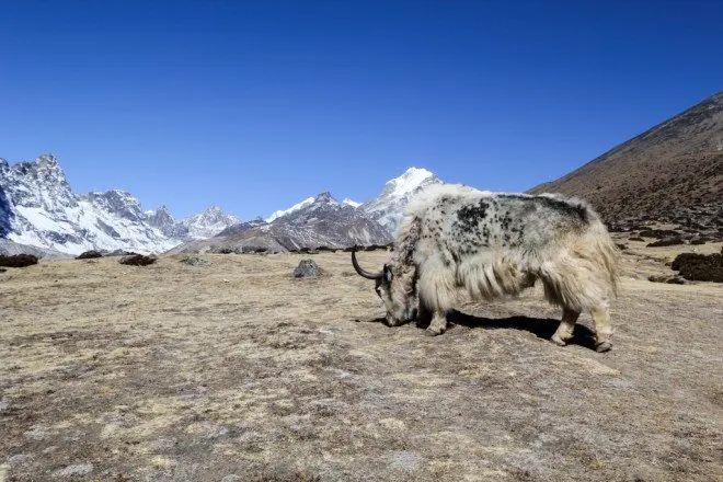 Everest Base Camp Trek Yak