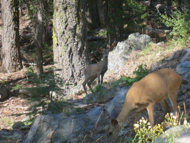 Pacific Crest Trail Northern California Deer