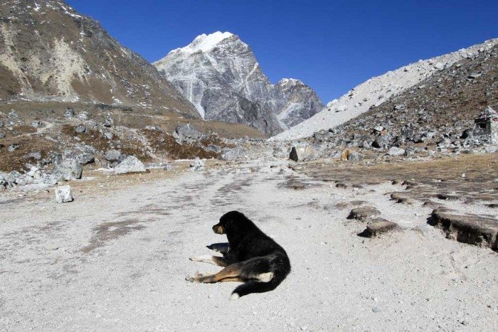 Nepal-Himalaya-Dog