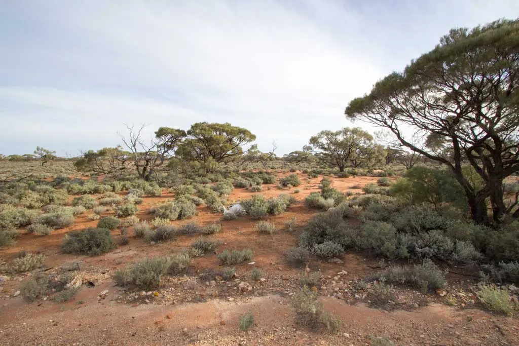 A vast, open landscape with red soil and sparse vegetation, featuring low shrubs and scattered trees under a cloudy sky. This typical arid wilderness, part of the Australia Bike Tour on Day 28, exudes a serene, untouched atmosphere characteristic of the Outback.