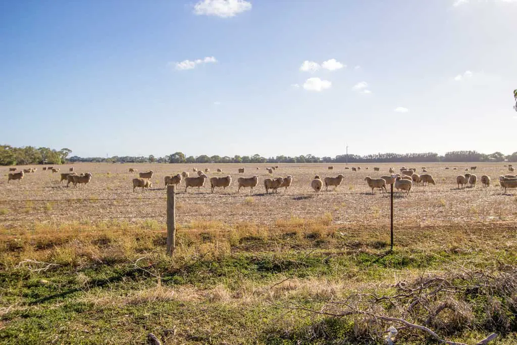 Australia-SA-Sheep