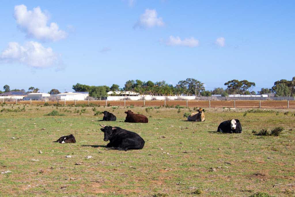 Australia-Outback-Cows