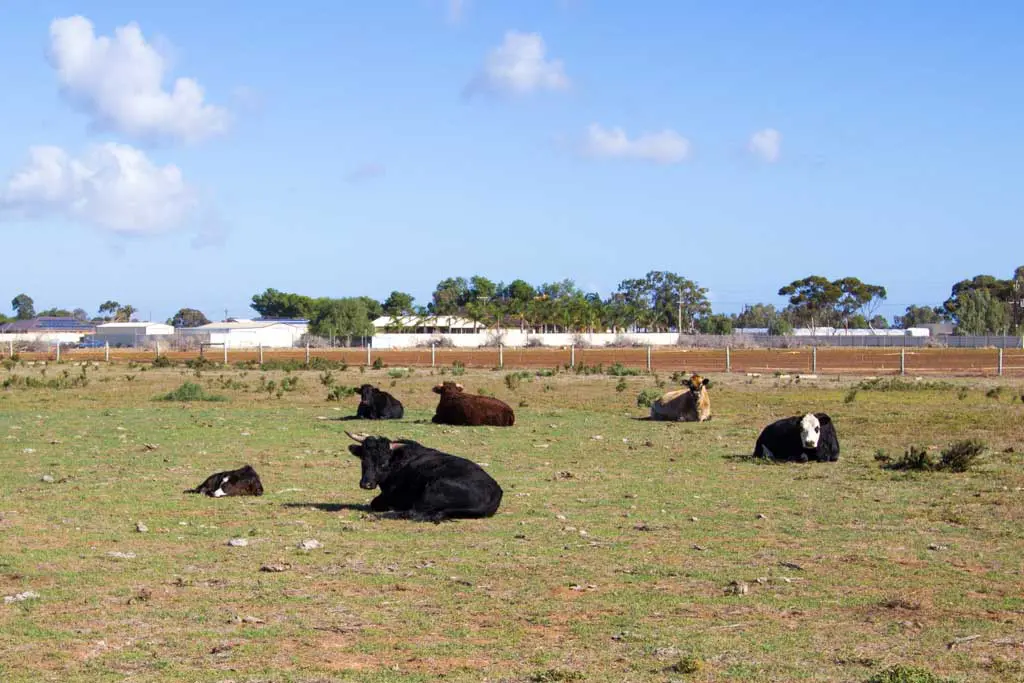 Cows, the serene animals of the pasture, lie on a grassy field under a blue sky dotted with clouds. Some are brown, others black or white. In the background of this idyllic scene from Australia Bike Tour Day 35, a fence and buildings stand alongside trees.
