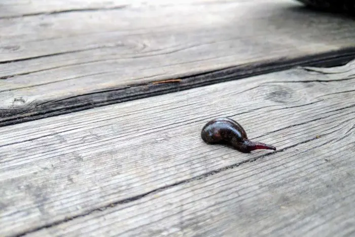 Tasmania-Overland-Track-Leeches