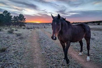 CDT-New-Mexico-Horse-Sunset