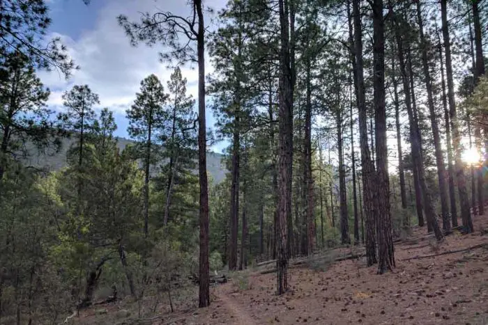 CDT-New-Mexico-Week-2-Trail
