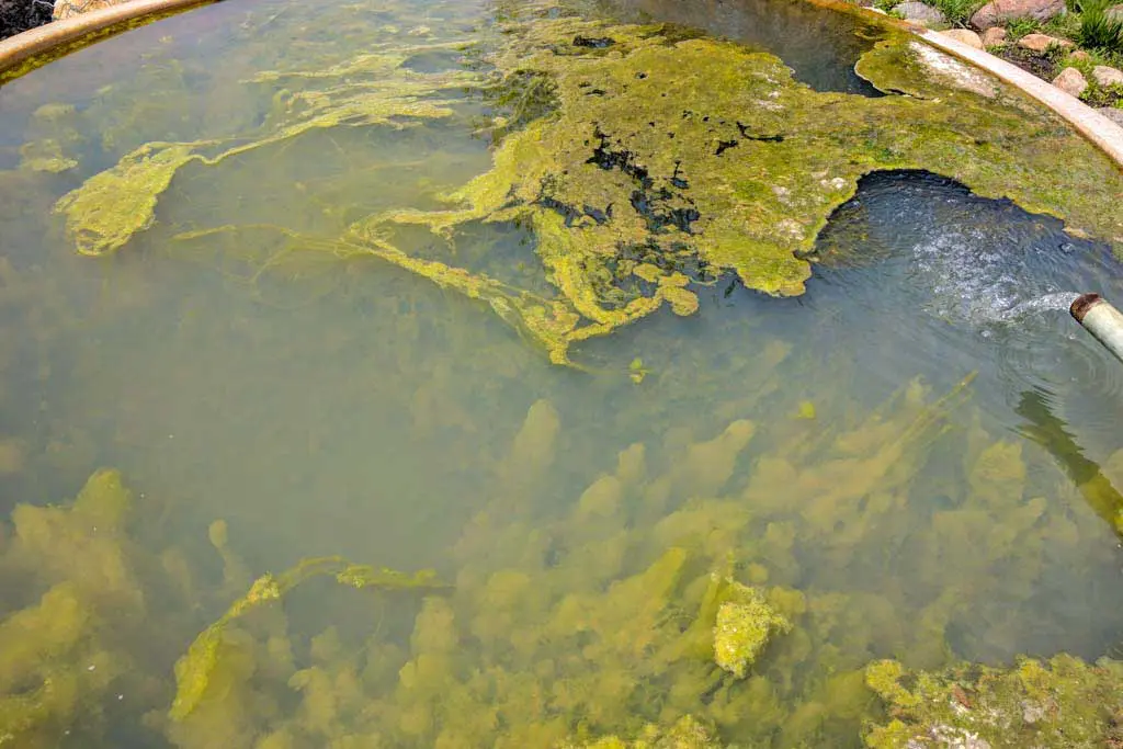 CDT-New-Mexico-Gallery-Water-Source-10