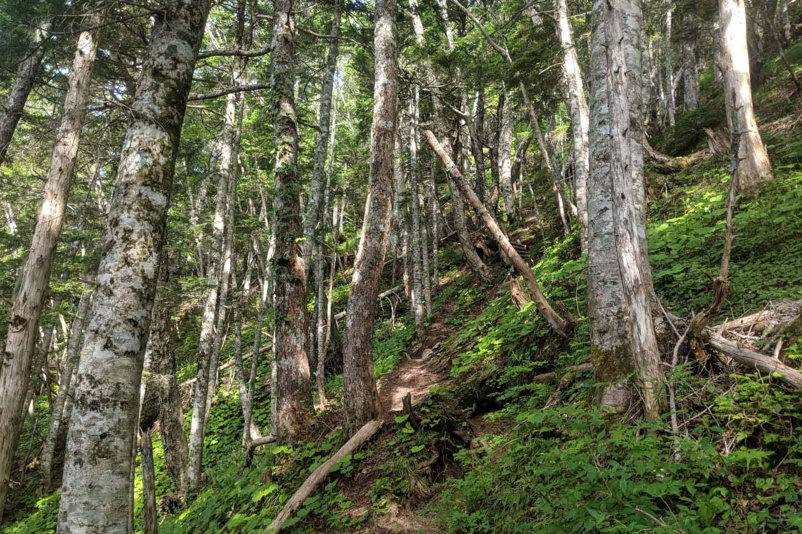 Japan Traverse Chuo Alps Trees