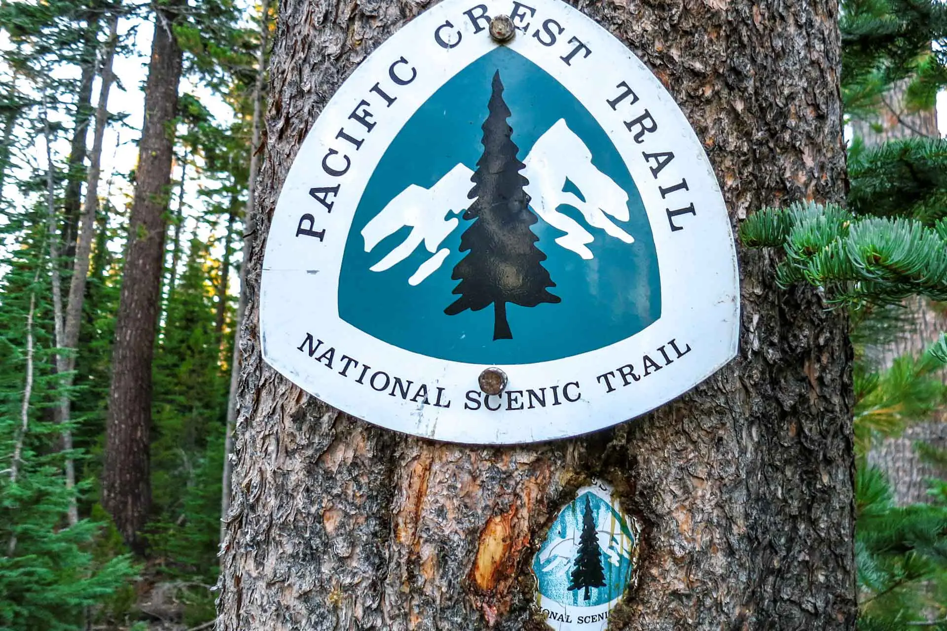 Close-up of two signs on a tree marking the Pacific Crest Trail, essential for anyone with Pacific Crest Trail gear. Featuring a pine tree silhouette and mountain backdrop, the signs read Pacific Crest Trail and National Scenic Trail, set against lush trees and greenery.
