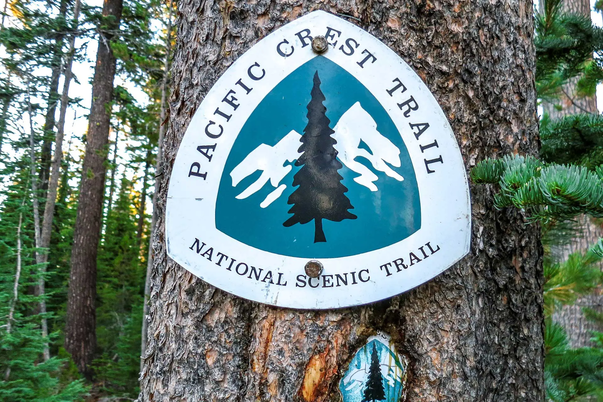 A Pacific Crest Trail sign clings to a tree trunk, showcasing a tree silhouette against a majestic mountain backdrop. The sign reads Pacific Crest Trail, National Scenic Trail. Surrounding the scene are lush green forest trees, eagerly explored by many a pacific crest trail hiker.