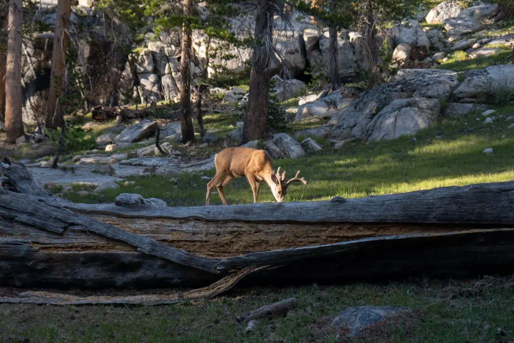 PCT Sierra Deer Buck Morning