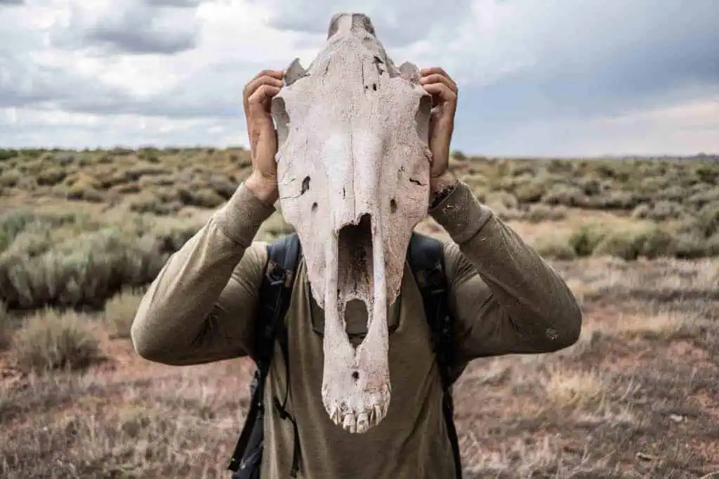 CDT Wyoming Basin Apps with Skull