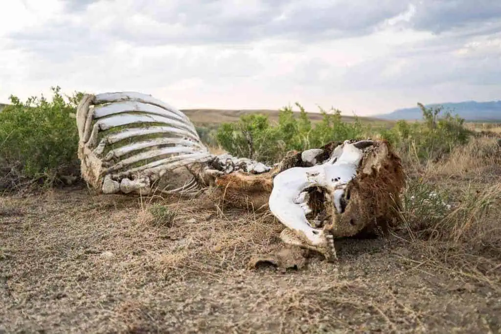 CDT Wyoming Basin Cow Skeleton