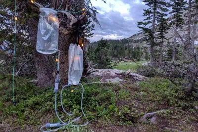 A serene camping scene features two transparent water bags from the Platypus GravityWorks Filter System hanging from a tree branch, surrounded by twinkling fairy lights. In the background, majestic pine trees and mountains frame the cloudy sky, while lush green grass blankets the ground.