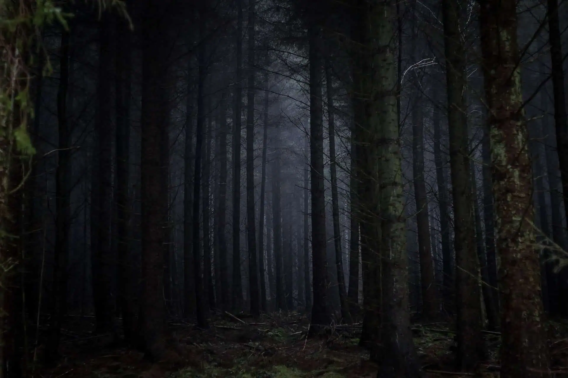 A dark, dense forest reminiscent of a PCT horror story, with tall, closely packed trees under a dim, shadowy light, creating an eerie and mysterious atmosphere. Sparse undergrowth is visible, with the forest floor mostly covered in fallen leaves and branches.