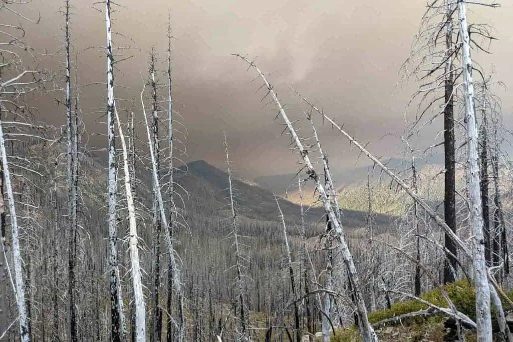 A burn are along the Pacific Crest Trail