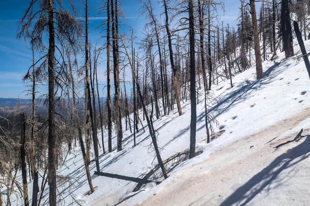 snow-covered slope in Bryce Canyon National Park