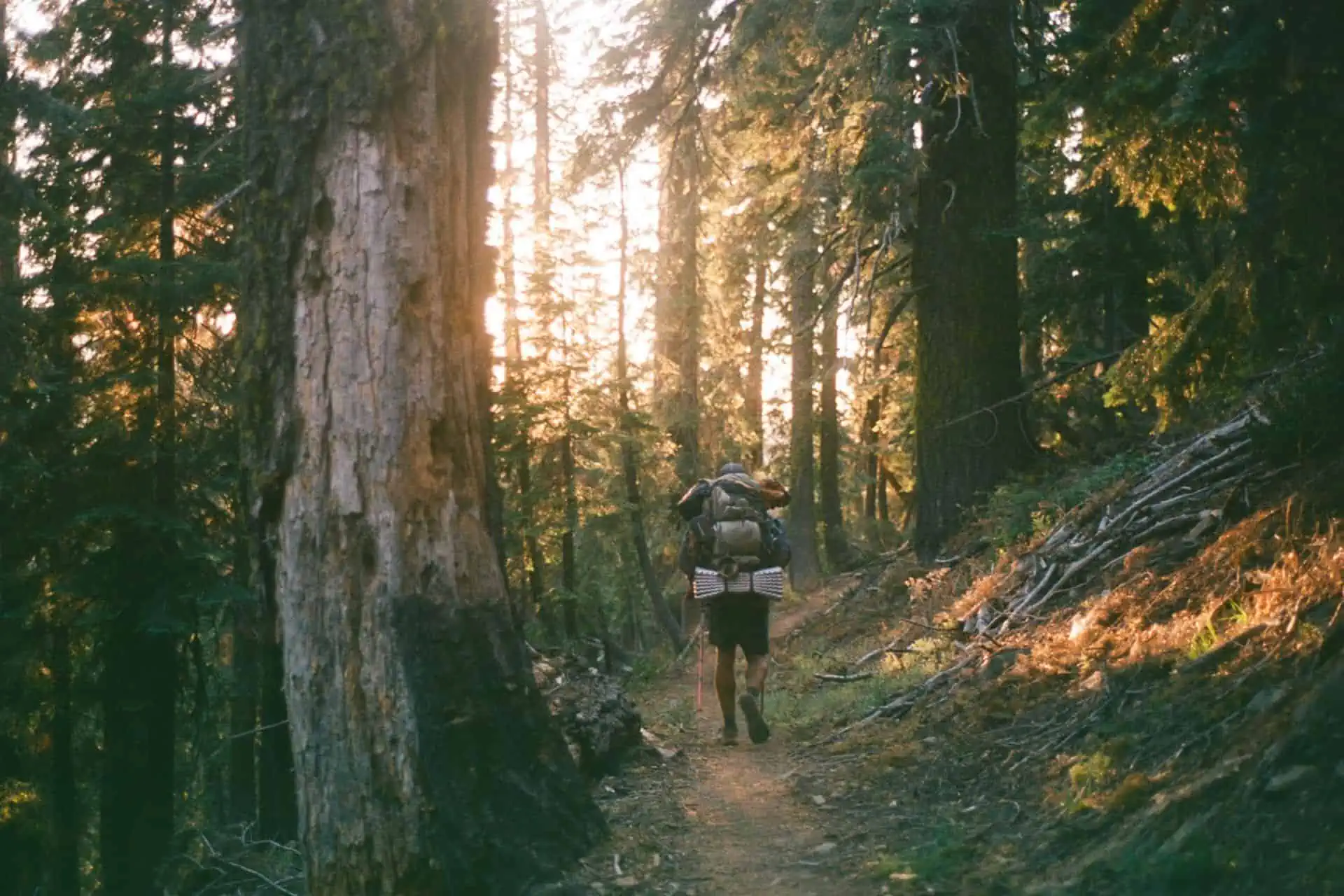 A person with a backpack hikes along a narrow trail through a dense forest. Sunlight filters through tall trees, creating a warm, natural glow. Despite the low moments when fallen branches clutter the path, the tranquil allure of 2023s wilderness scene offers serenity and peace.
