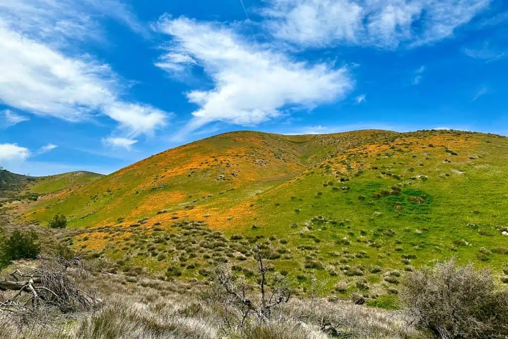 A green hillside against a blue sky with yellow flowers all over the hill.