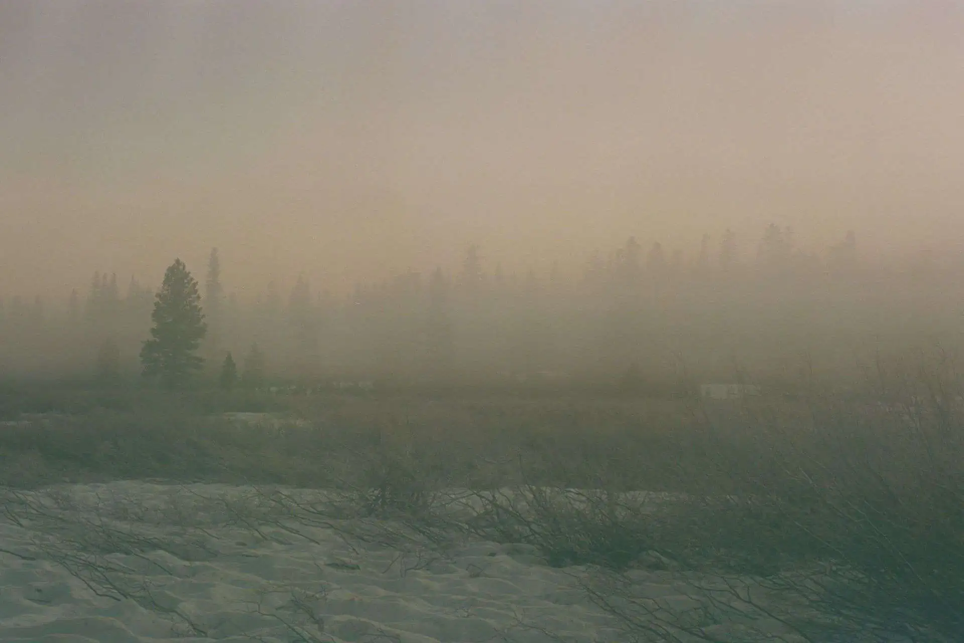 A misty landscape with a snowy foreground and patches of grass captures the spirit of the Pacific Crest Trail. Tall pine trees stand in the background, partially obscured by a dense fog under a soft pinkish sky, evoking serene moments amidst 2023s challenges.