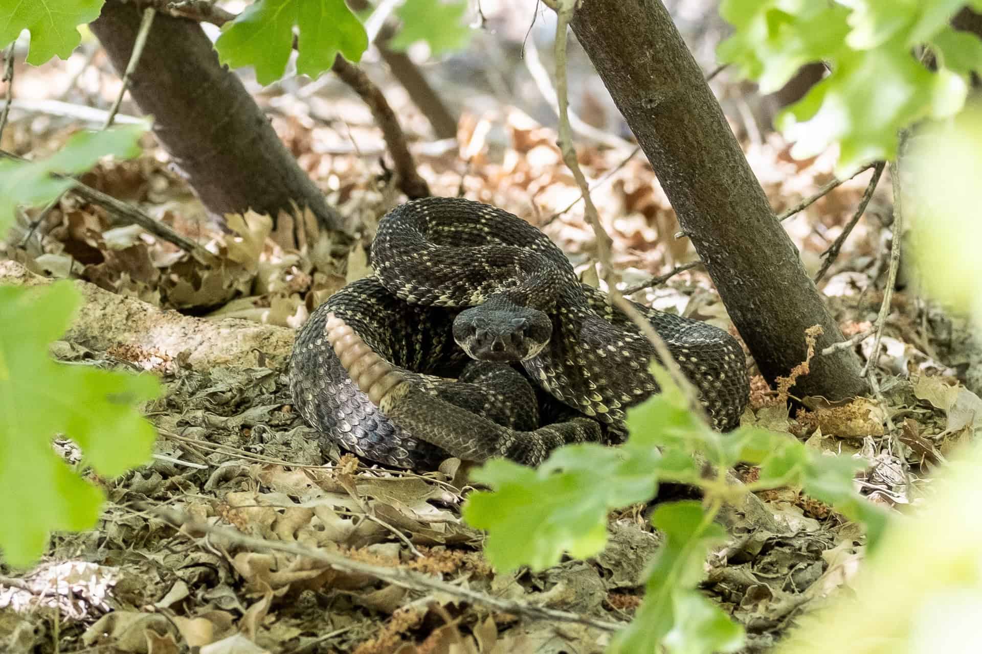 Coiled rattlesnake on the forest floor, partially hidden among dry leaves and underbrush—a reminder to heed hiking advice on the Pacific Crest Trail. Its scales, a mix of brown and tan, blend seamlessly with the surroundings as trees and green leaves frame the scene.