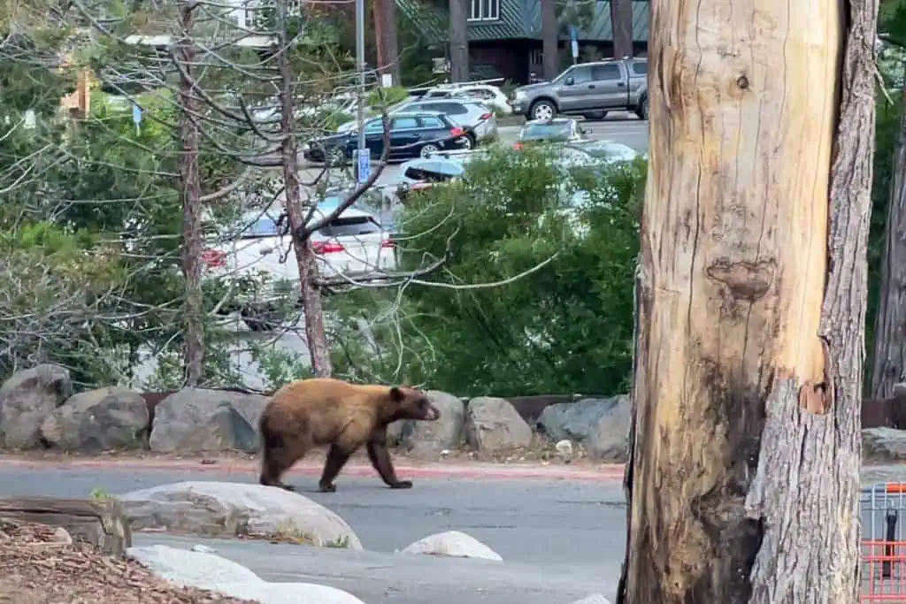 A brown bear meanders along the Pacific Crest Trail, its presence stirring thoughts of PCT horror stories 2024. Nearby, several parked cars and lush greenery paint a serene backdrop, while a massive tree trunk dominates the foreground on the right side of the image.