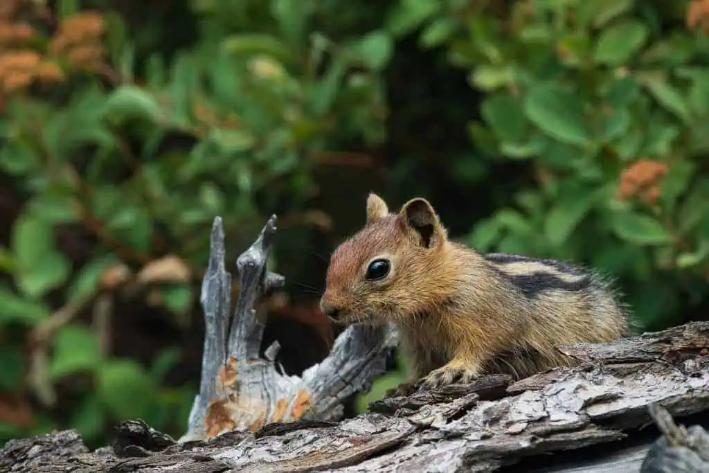 A chipmunk with striped fur is perched on a piece of bark along the Pacific Crest Trail. The background is filled with lush green foliage, creating a natural setting for the small animal.His ears are perked up, and hes facing slightly to the left, as if listening for hiking advice.