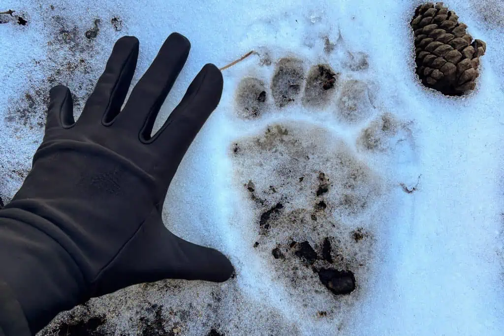 A gloved hand is held next to a large bear paw print in the snow, with a pine cone nearby for scale—one of the 2023 CDT lowest moments faced on the trail.