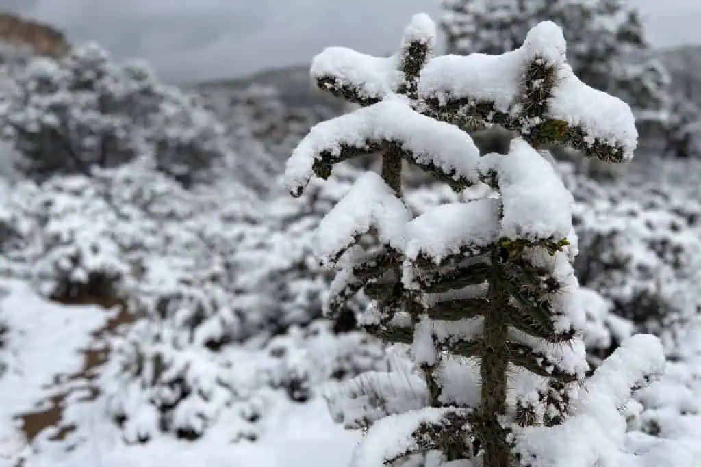 A cactus covered in a thick layer of snow stands in the foreground, capturing one of the 2023 CDT lowest moments, with more snow-covered shrubs and blurred trees in the background under a cloudy sky.