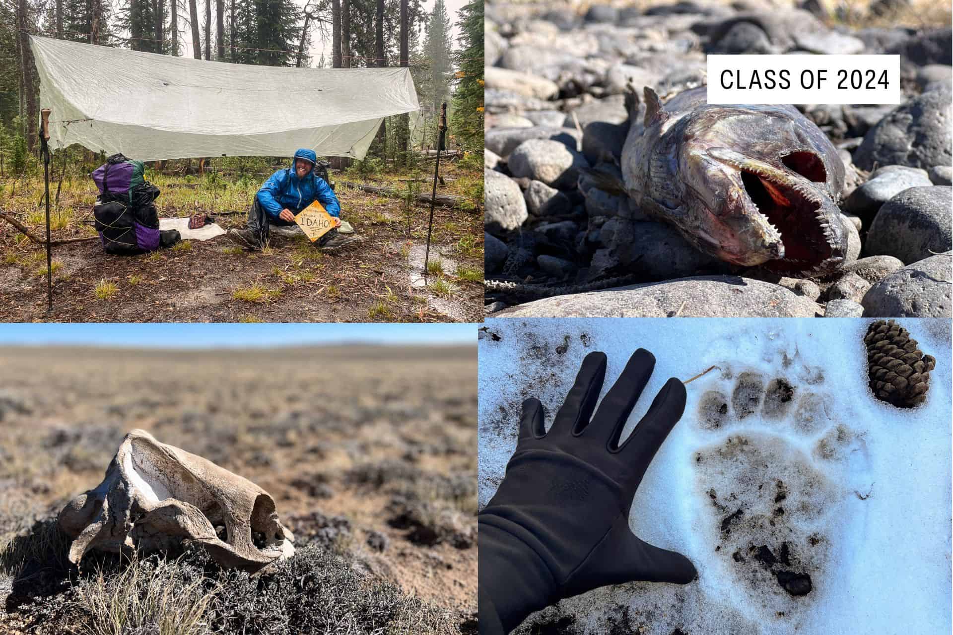 A collage shows: two people under a tarp in a forest camp, a fish skull on rocks labeled “Class of 2024,” an animal skull on dry grassland, and a gloved hand next to a large paw print in the snow—capturing some 2023 CDT lowest moments.