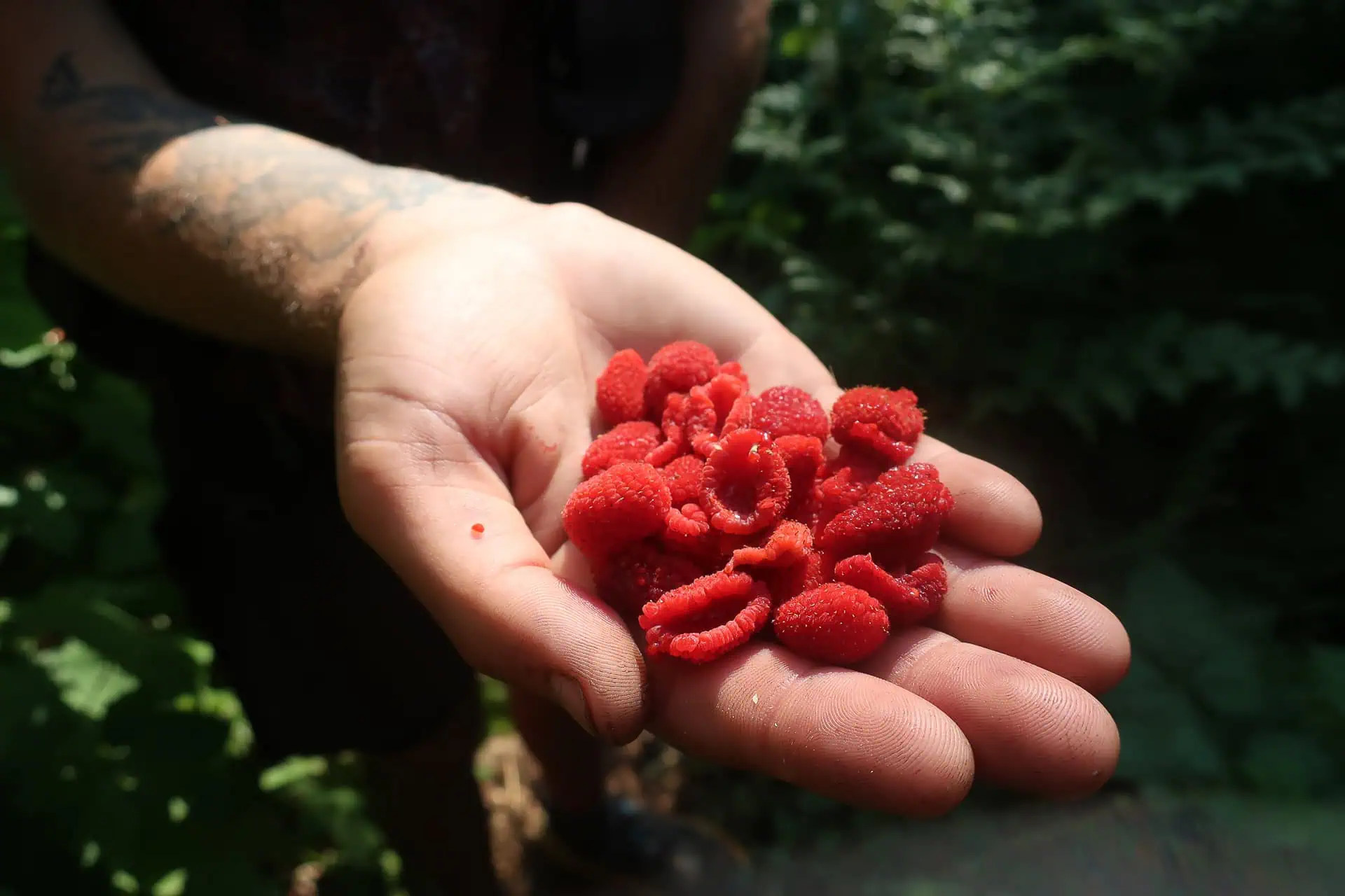 A tattooed forearm gently cradles a small pile of fresh, red raspberries, capturing one of 2024s best pct moments. The sun-dappled fruits and greenery in the background create an enchanting outdoor scene.