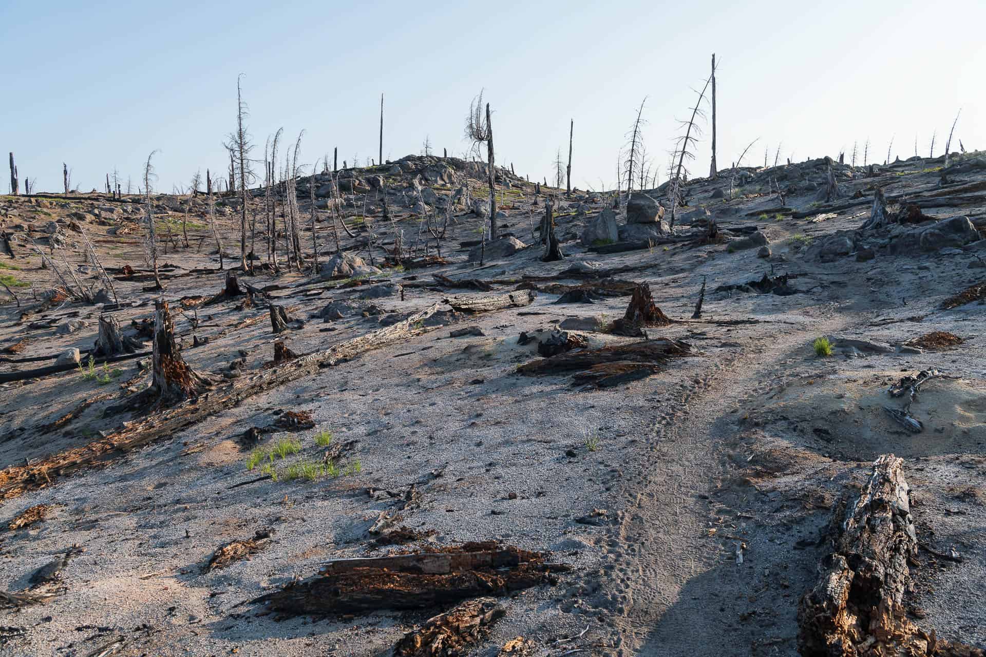 A barren landscape with charred tree stumps and sparse vegetation unfolds, reminiscent of one of natures worst moments. The earth appears dry and rocky, likely after a wildfire, under a clear blue sky that offers little comfort to the scorched terrain.