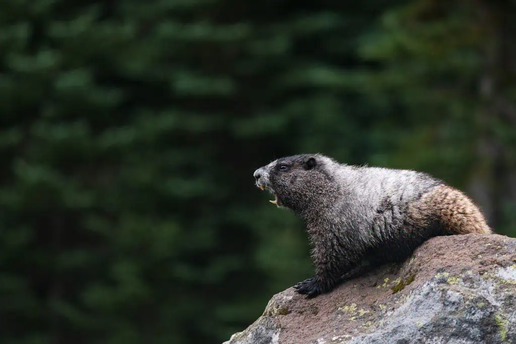 A marmot with gray and brown fur is perched on a rock, facing left while yawning—a snapshot of one of 2024s best pct moments. The blurred greenery in the background hints at a tranquil forest environment.